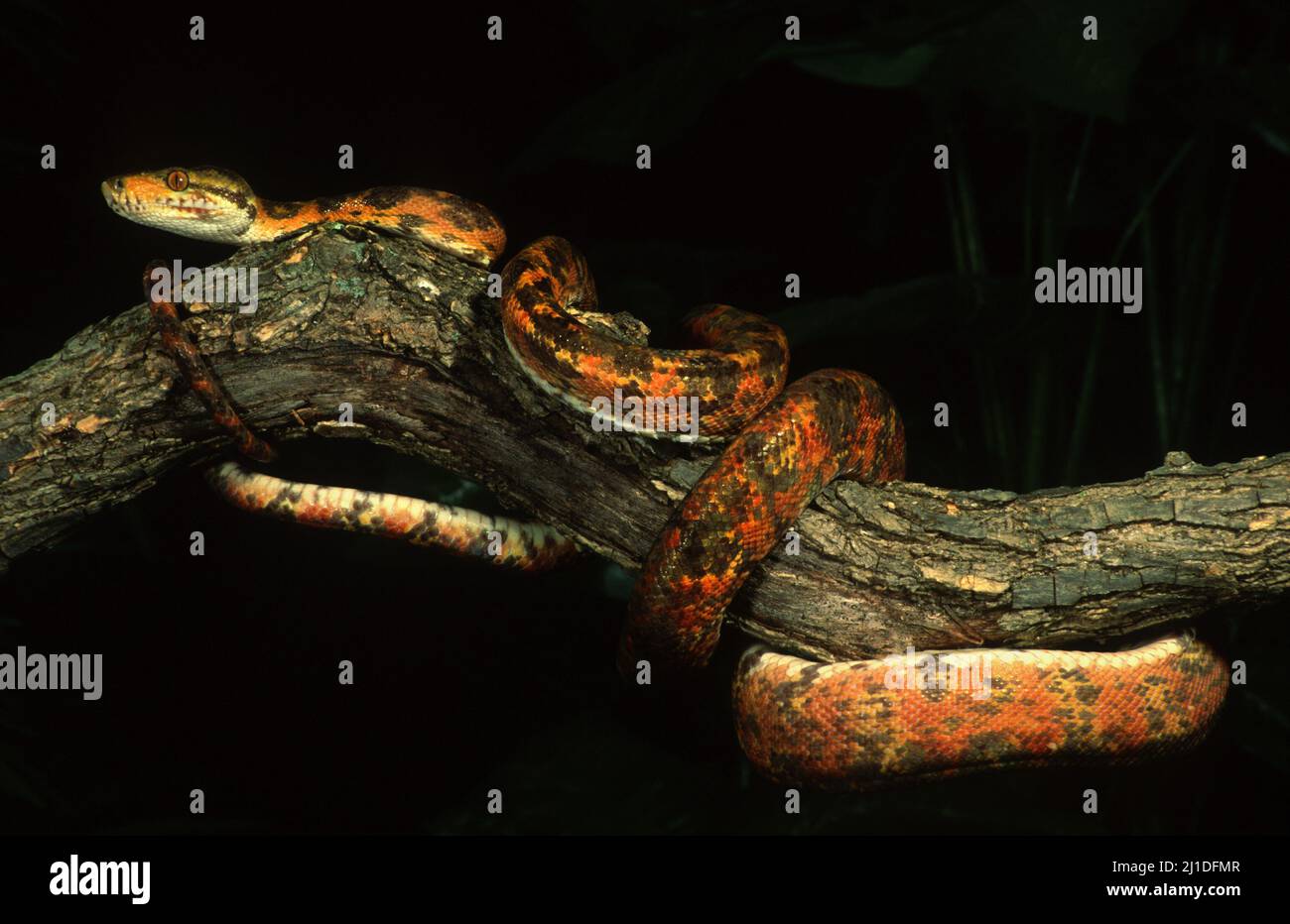 Amazon Tree Boa Schlange auf Baumzweig, farbige Phase, Nahaufnahme. Corallus hortulanus Stockfoto