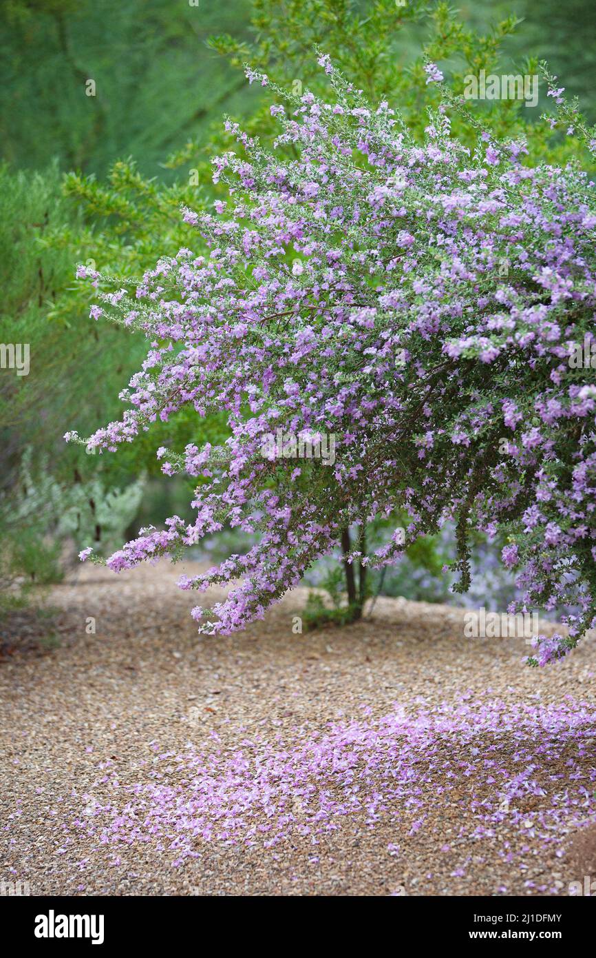 Blühender Baum mit einem Teppich aus Blütenblättern, der auf den Boden gefallen ist, im Westin La Paloma Resort Desert Garden, Tucson, Arizona Stockfoto