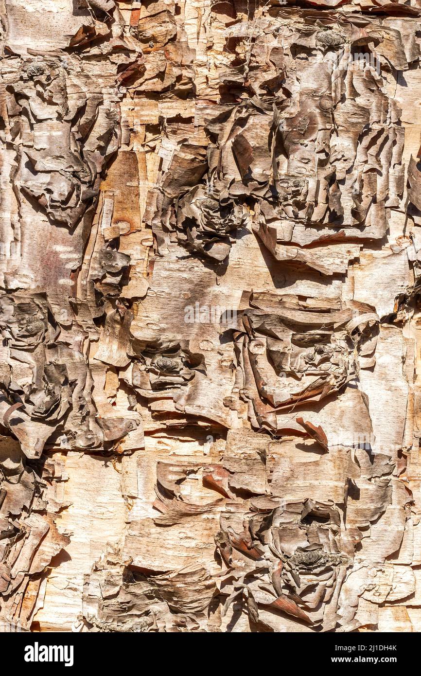 Schuppige Paperbark Ahorn Hintergrund. Sehr detaillierte Baumrinde Textur. Stockfoto