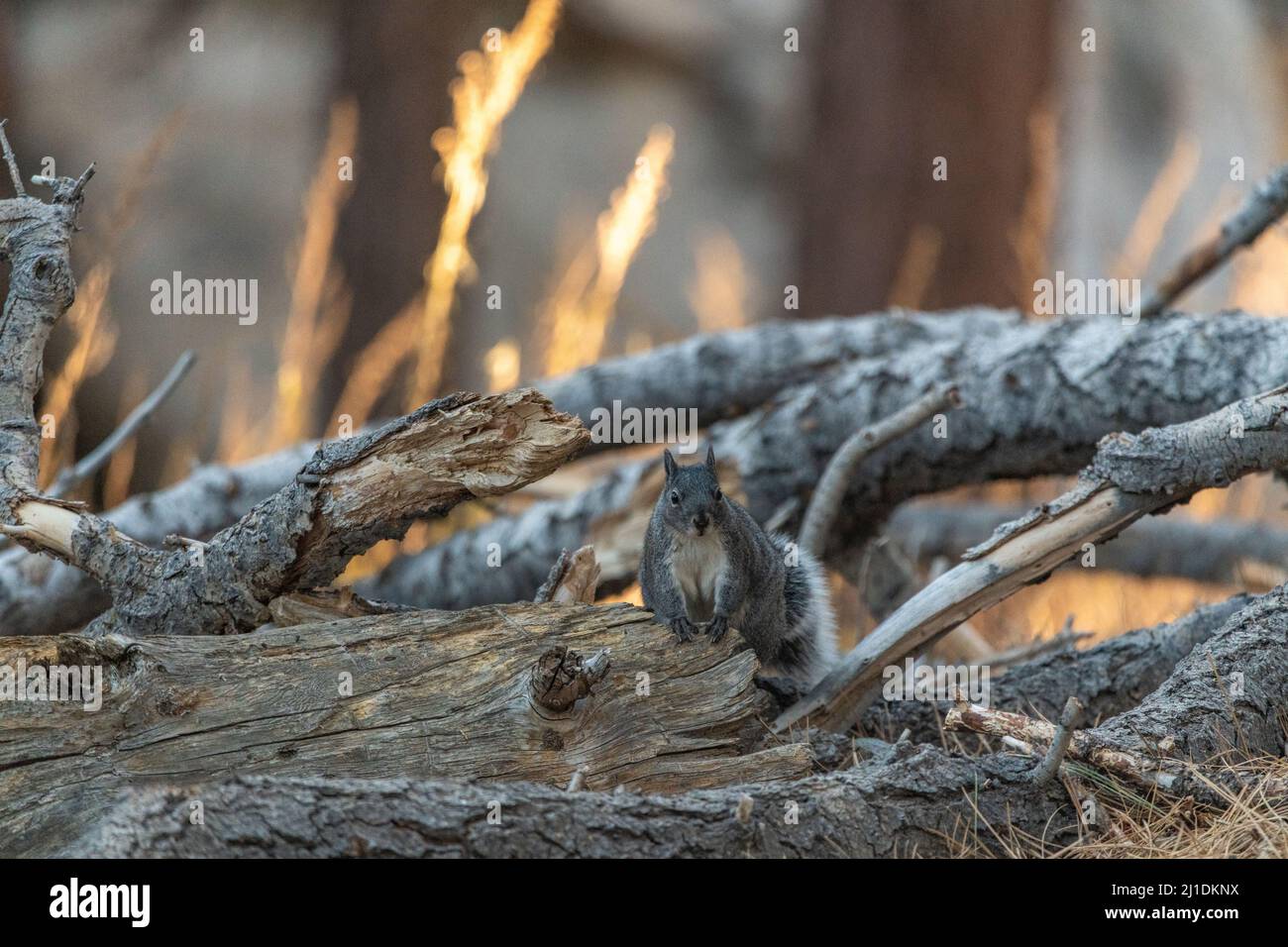 Wildes Eichhörnchen (Otospermophilus beecheyi) im San Jacinto State Park gesehen Stockfoto