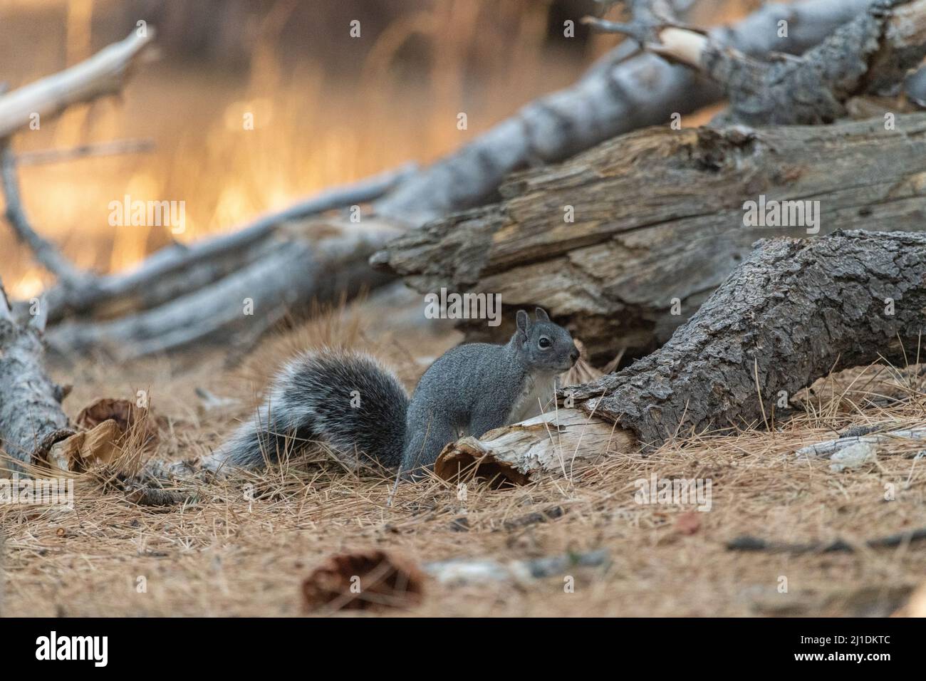 Wildes Eichhörnchen (Otospermophilus beecheyi) im San Jacinto State Park gesehen Stockfoto