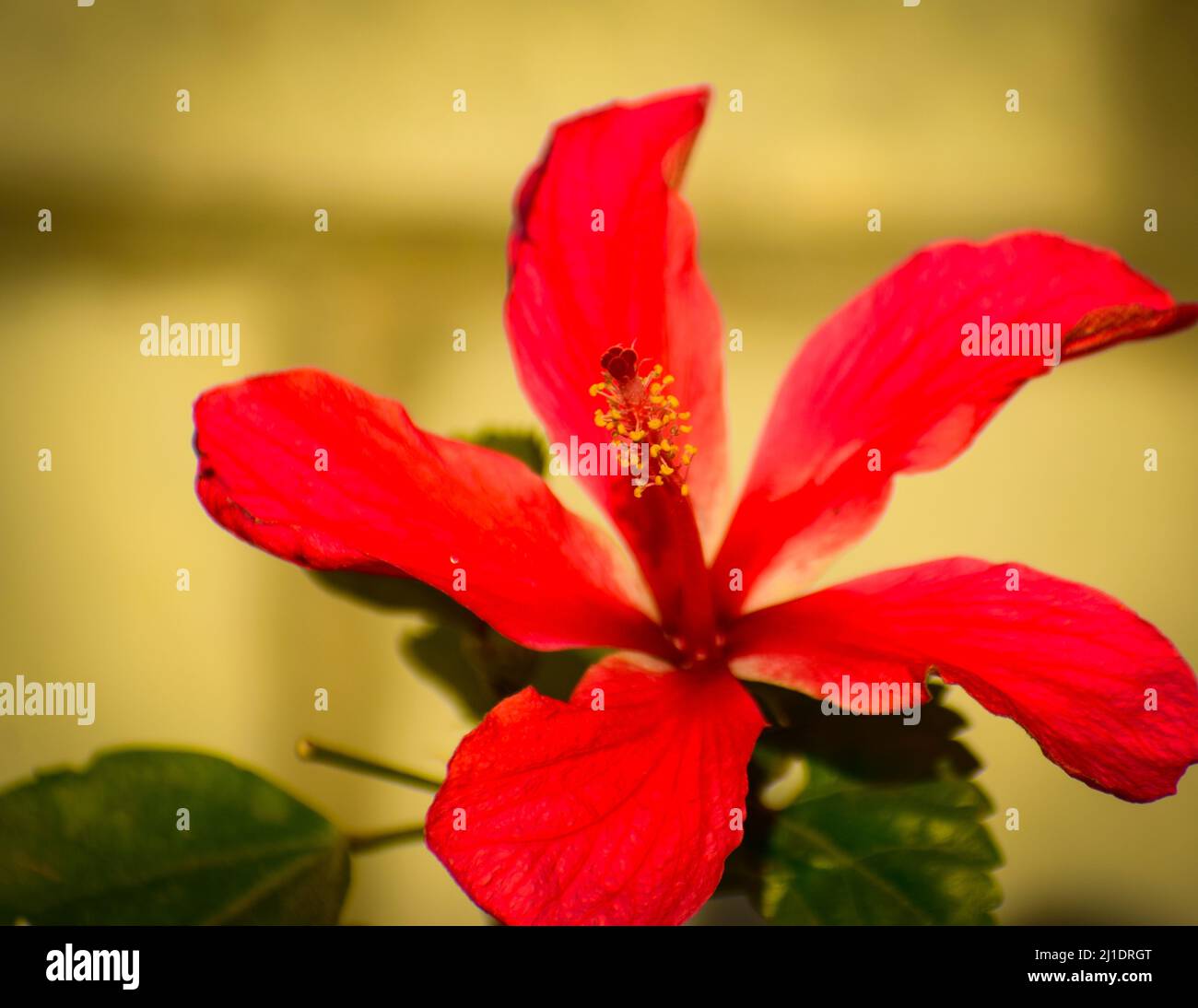 Nahaufnahme der roten Hibiskusblüte.Hibiskus ist eine Gattung von blühenden Pflanzen aus der Malvenfamilie Malvaceae Stockfoto