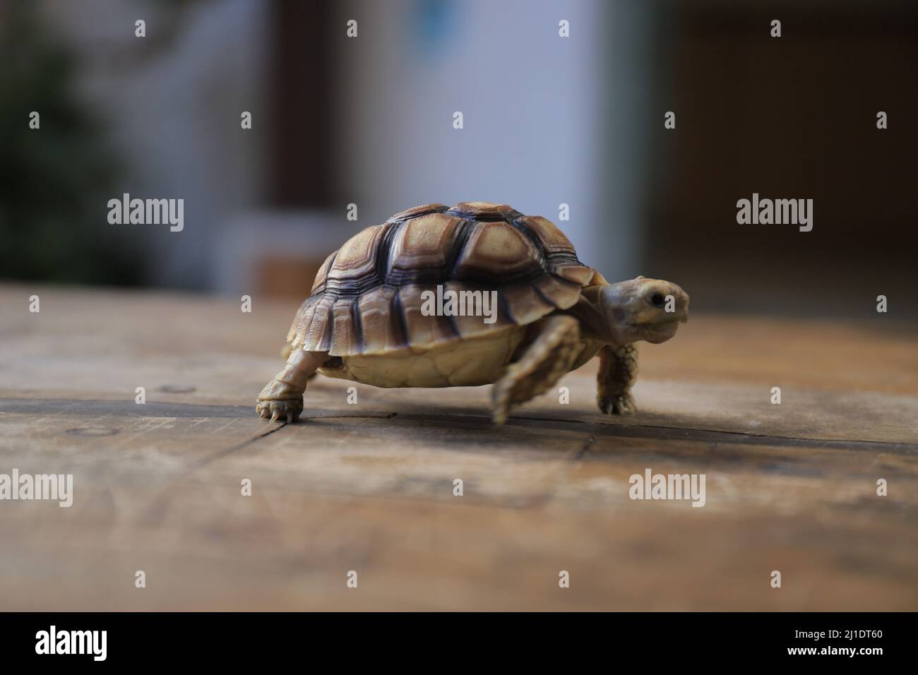 Surbaya, Indonesien - 24. März 2022: Sulcata-Schildkröte (afrikanische Spornschildkröte) Stockfoto