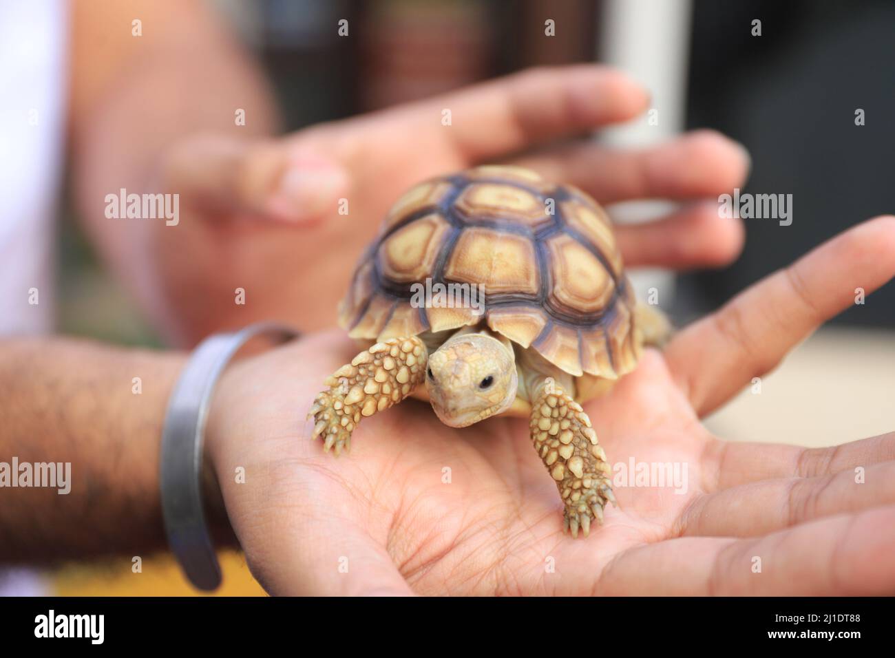 Surbaya, Indonesien - 24. März 2022: Sulcata-Schildkröte (afrikanische Spornschildkröte) Stockfoto