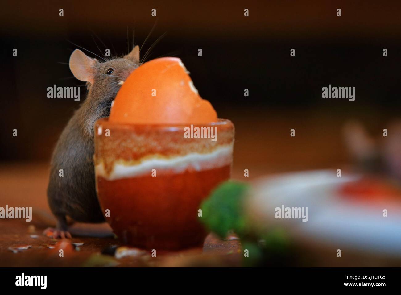 Maus an der Hausküche. Rattenmaus, Rattus norvegicus, isst Nahrung Rest Müll von schmutzigen Teller Geschirr, Tier bahaviour im Gebäude. Urbane Tierwelt i Stockfoto