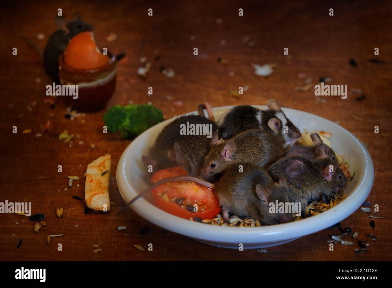 Maus an der Hausküche. Rattenmaus, Rattus norvegicus, isst Nahrung Rest Müll von schmutzigen Teller Geschirr, Tier bahaviour im Gebäude. Urbane Tierwelt i Stockfoto