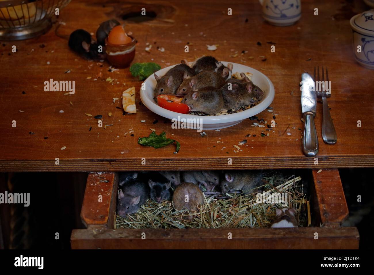 Maus an der Hausküche. Rattenmaus, Rattus norvegicus, isst Nahrung Rest Müll von schmutzigen Teller Geschirr, Tier bahaviour im Gebäude. Urbane Tierwelt i Stockfoto