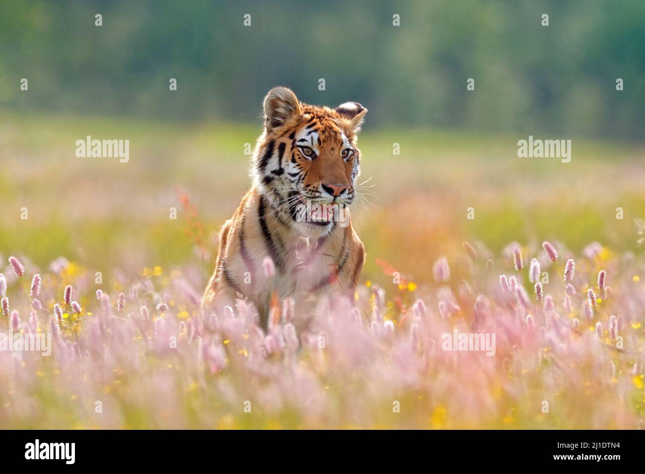 Im Sommer Wildtiere. Tiger mit rosa und gelben Blüten. Amur Tiger läuft im Gras. Blühende Wiese mit gefährlichen Tieren. Wildtiere aus dem Frühling, Sib Stockfoto