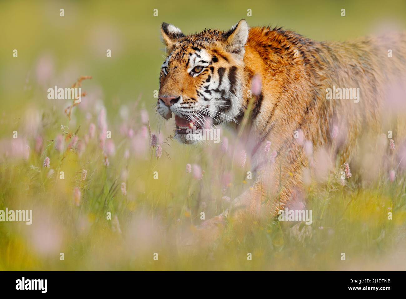 Sommertiger Wildtiere. Katze mit rosa und gelben Blüten. Nahaufnahme des Amur-Tigers, der im Gras läuft. Blühende Wiese mit gefährlichen Tieren. Stockfoto
