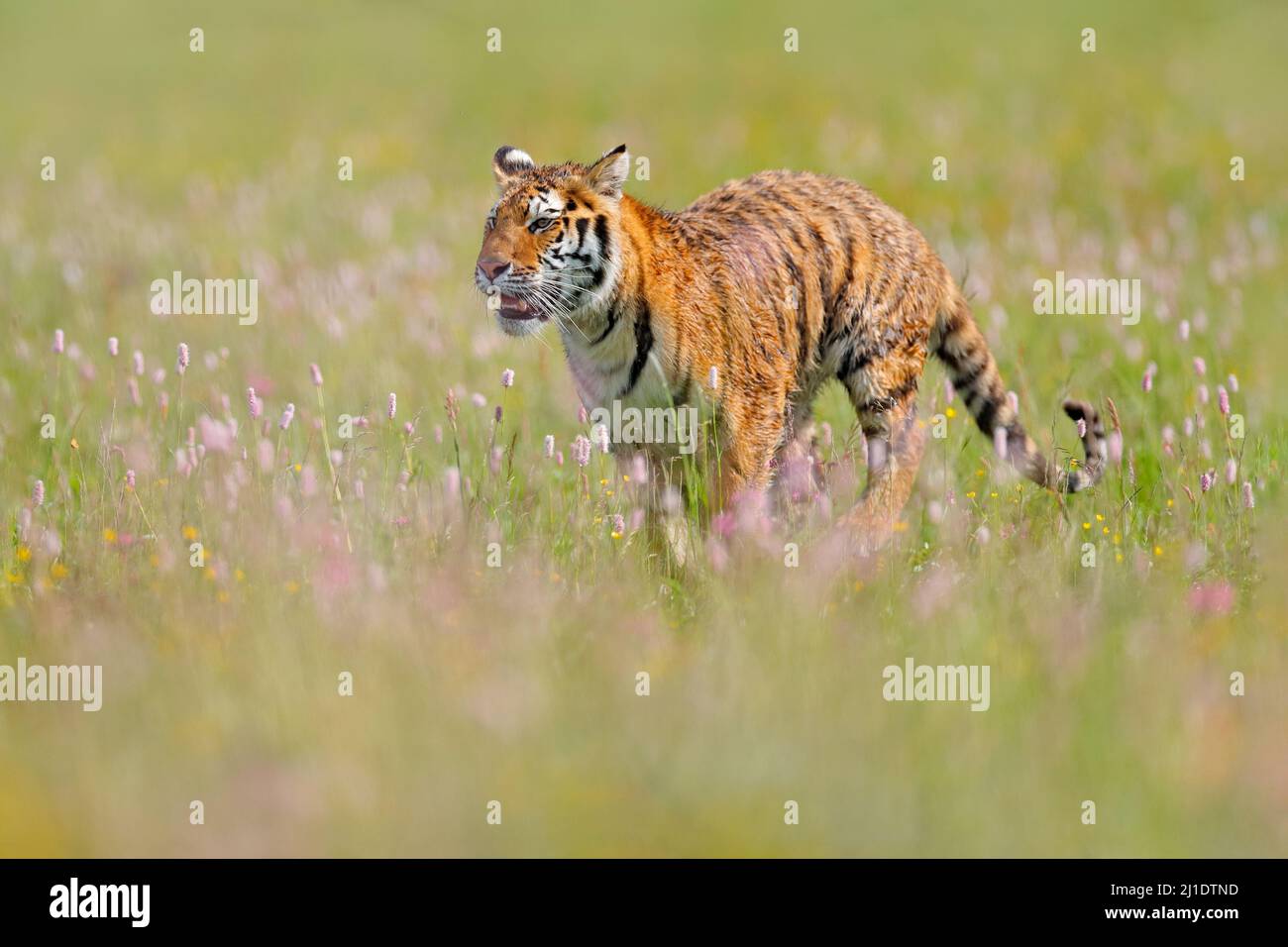 Im Sommer Wildtiere. Tiger mit rosa und gelben Blüten. Amur Tiger läuft im Gras. Blühende Wiese mit gefährlichen Tieren. Wildtiere aus dem Frühling, Sib Stockfoto