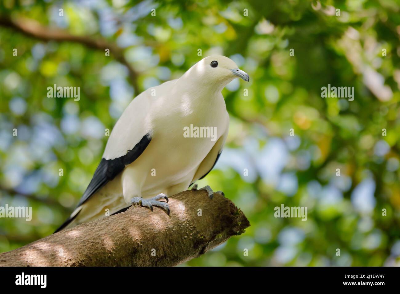 Ducula bicolor, Rattentaube, schöner großer weißer Vogel aus Thailand. Taube im Lebensraum, sonniger Tag im grünen Wald. Wildtierszene Fr. Stockfoto