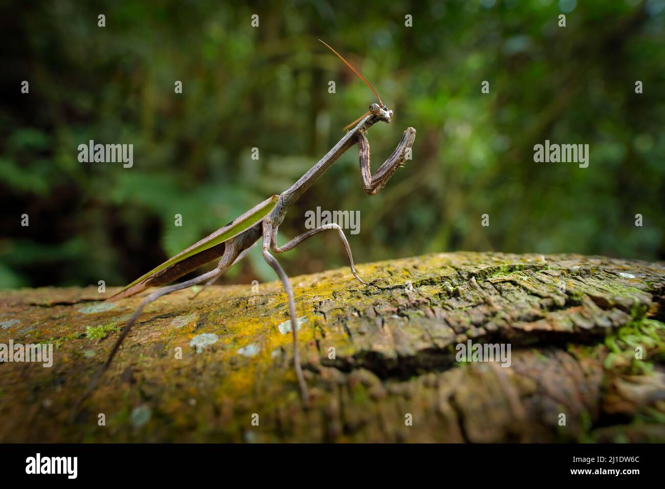 Praying Mantis, Stagmatoptera sp, Yasuni-Nationalpark, Amazonas, Ecuador. Schöne grüne Camouflage grüne Tier aus dem Dschungel. Mantis im Naturdschungel f Stockfoto