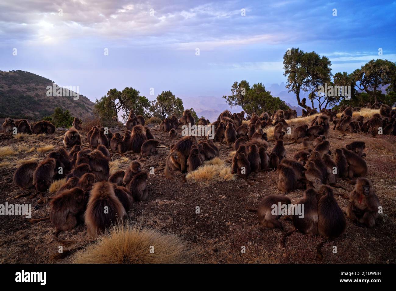 Simien Affen Abend Sonnenuntergang. Gelada Baboon mit offenem Mund und Zähnen. Simien Mountain NP mit Gelada-Affen aus Äthiopien. Herdenpackung mit niedlichen Anima Stockfoto
