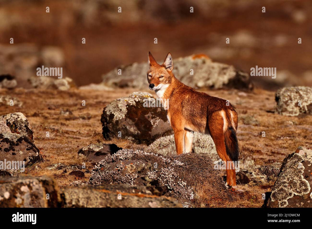 Äthiopischer Wolf, Canis simensis, in der Natur. Bale Mountains NP, in Äthiopien. Seltenes endemisches Tier aus Ostafrika. Wildtiere Natur aus Äthiopien. Oder Stockfoto