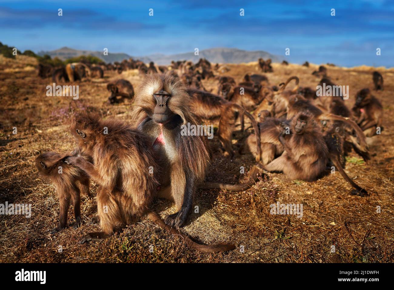 Details zum Fütterungsverhalten der Affengruppe. Gelada Baboon mit offenem Mund und Zähnen. Nahaufnahme Weitportrait Simien Mountains NP, Gelada-Affe, Detail por Stockfoto