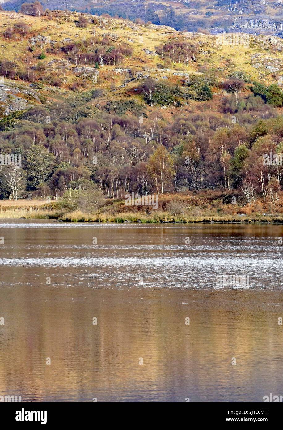 Llyn Dinas See mit Herbstreflexen auf der Wasseroberfläche mit herbstlichen Tönungen und Farben der nahe gelegenen Wälder im Snowdonia National Park Nantgwynant Stockfoto