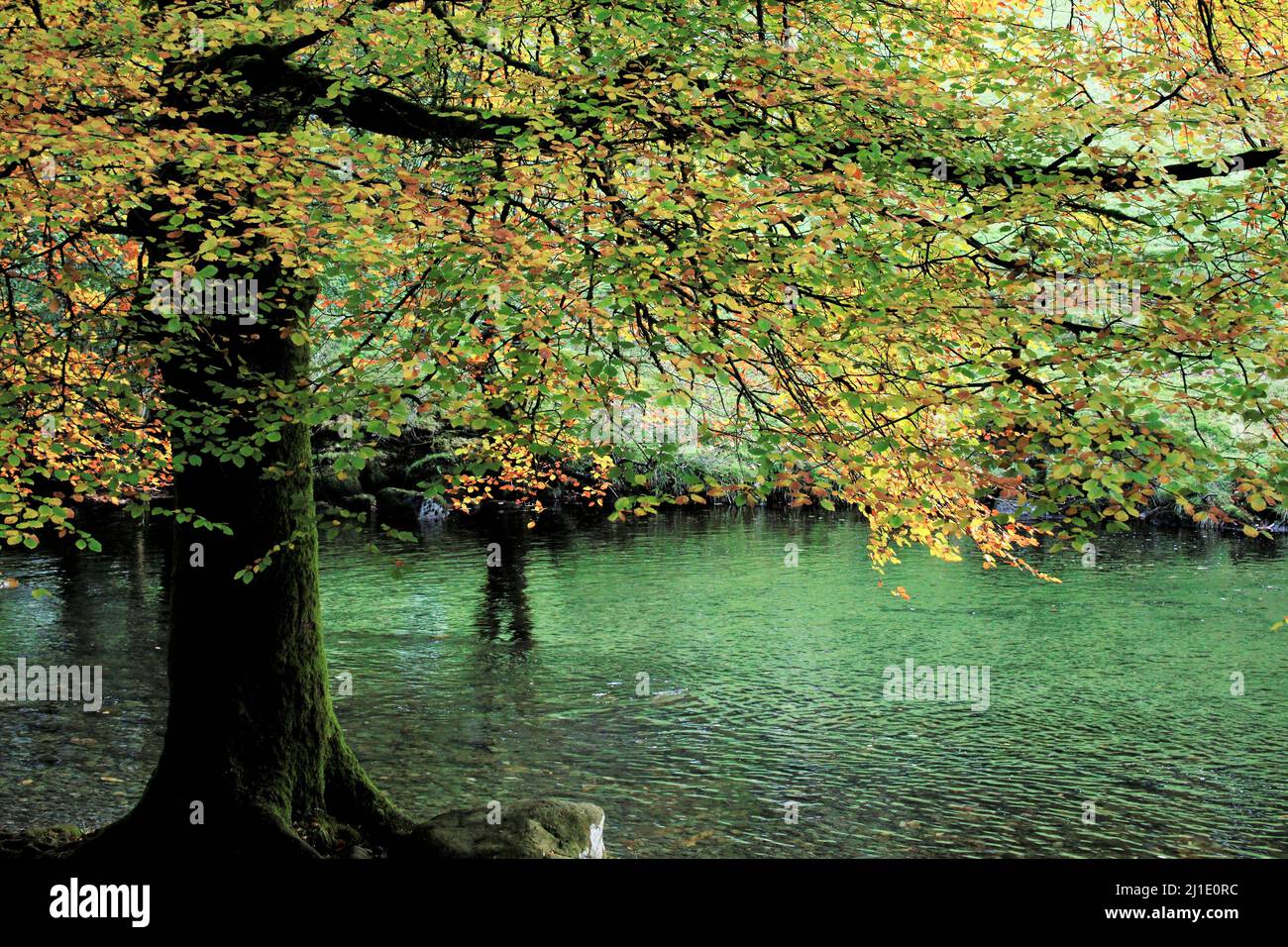 Laub- und Mischwald mit vielen Buchenbäumen entlang der Afon Llugwy in den schönen Wäldern und Wäldern des Gwydy Stockfoto