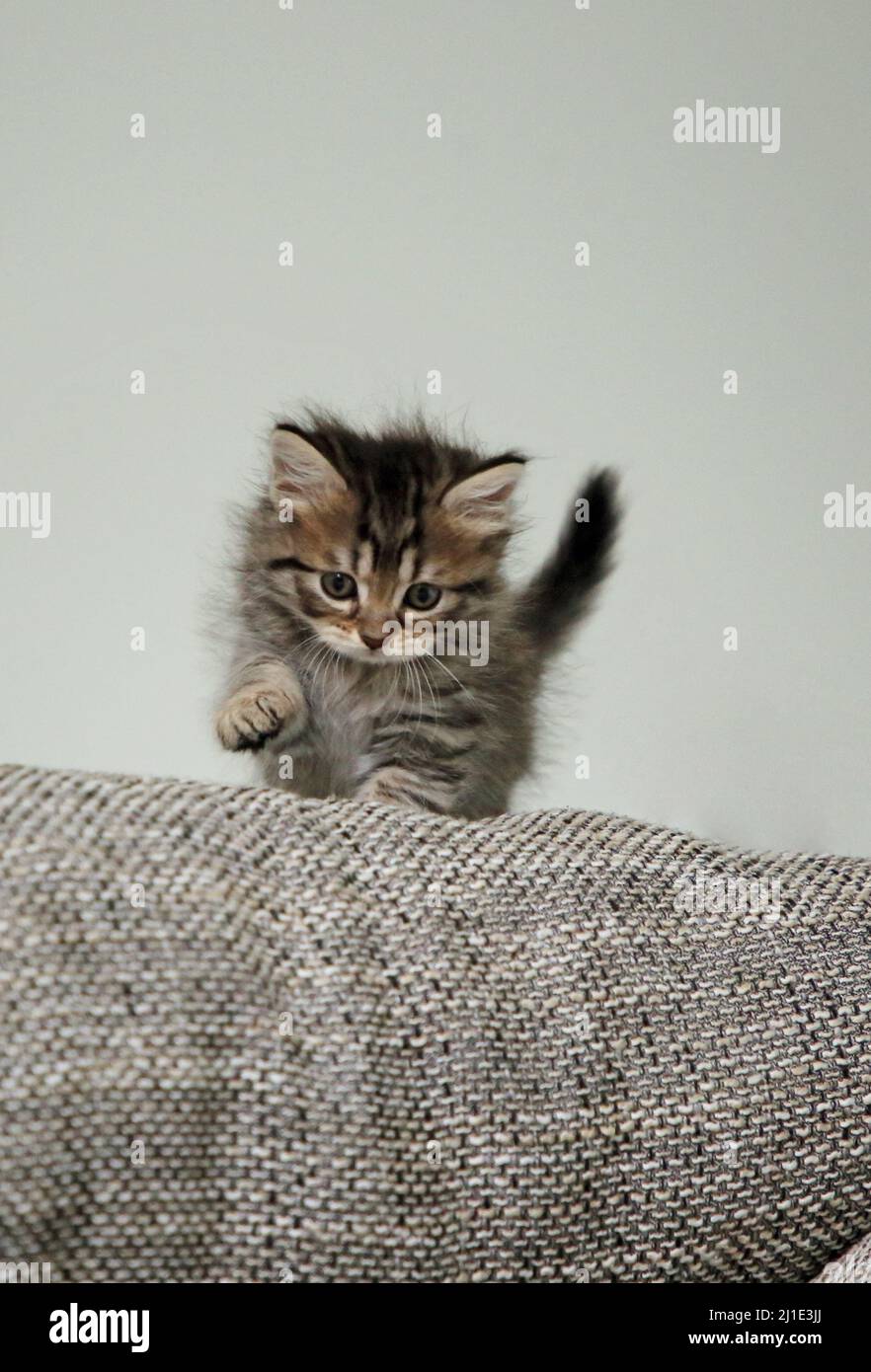 17.09.2021, Deutschland, Brandenburg, Bernau - Babykatze (sibirische Katze) erkundet seine Umgebung. 00S210917D401CAROEX.JPG [MODEL RELEASE: NO, PROPERTY RE Stockfoto