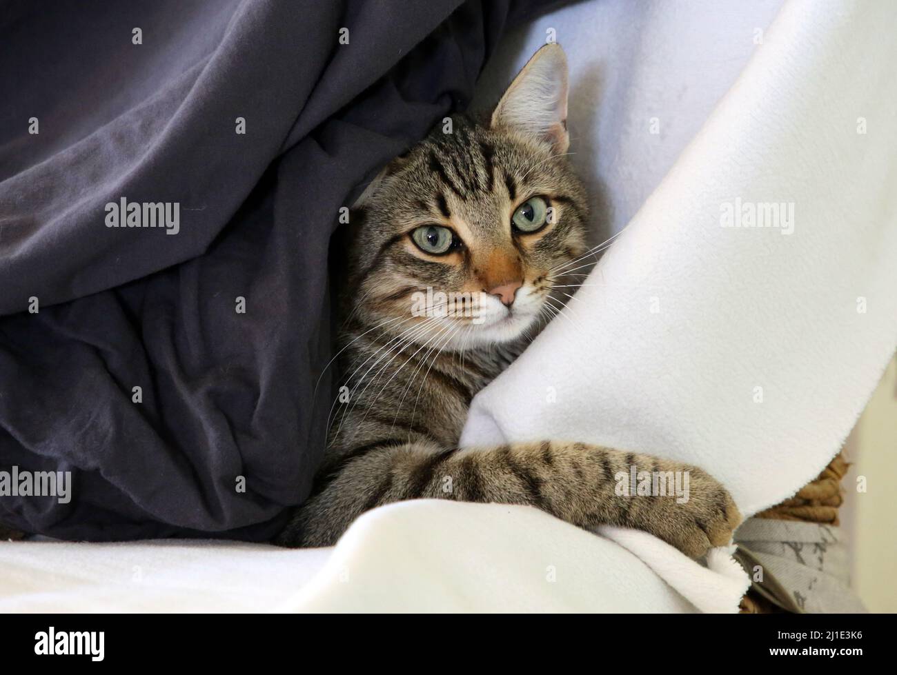 17.09.2021, Deutschland, Brandenburg, Bernau - Hauskatze zwischen zwei Decken liegend. 00S210917D431CAROEX.JPG [MODEL RELEASE: NO, PROPERTY RELEASE: NO ( Stockfoto