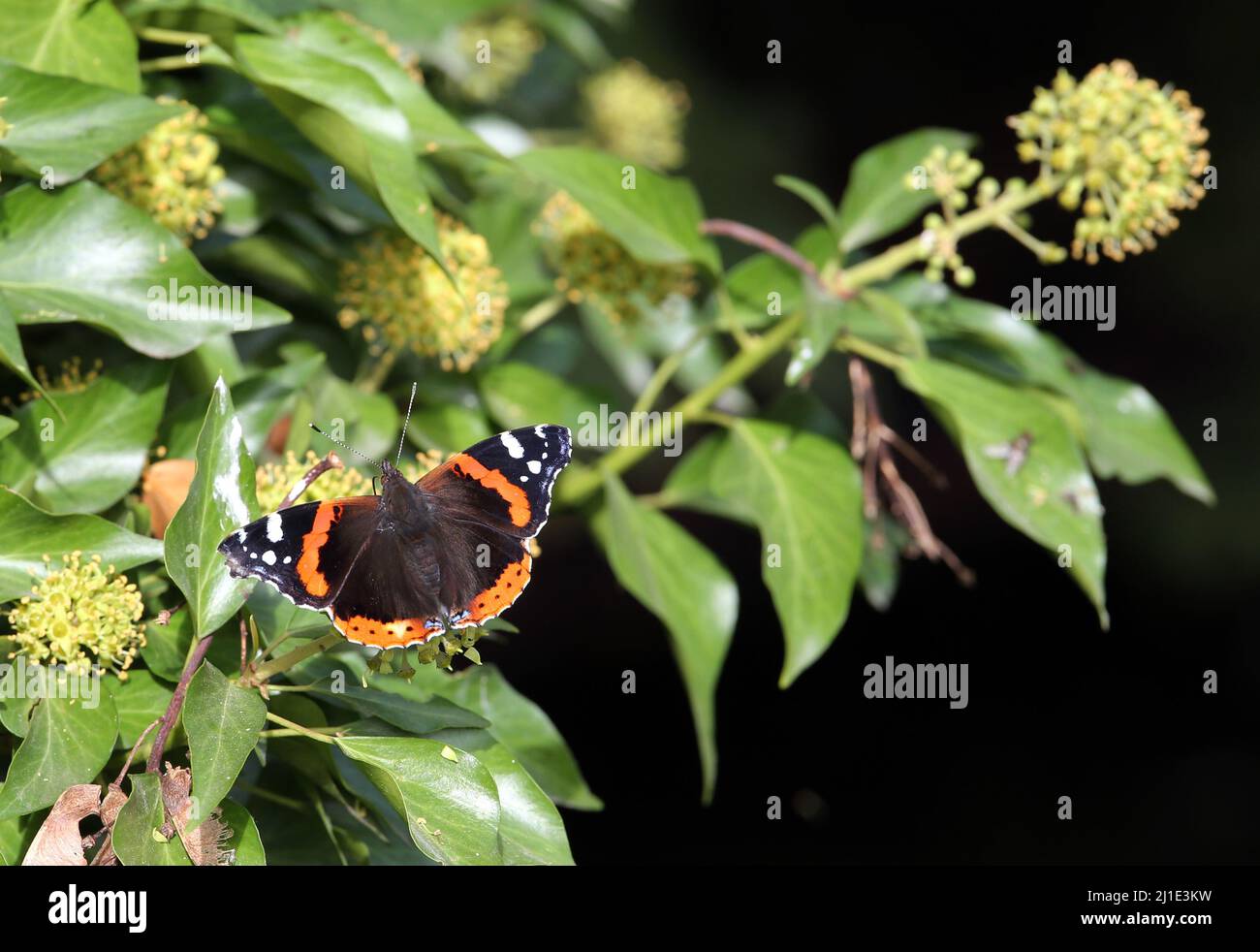 21.09.2021, Deutschland, Nordrhein-Westfalen, Ascheberg-Herbern - Admiral sitzt auf den Blättern eines blühenden Efeus. 00S210921D463CAROEX.JPG [MODELLRELE Stockfoto