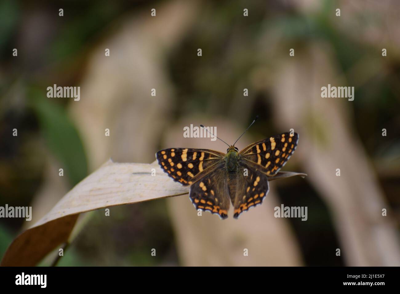 Wundervoller Schmetterling auf trockenem Blatt. Gemeiner Punsch ( dodona durga) Stockfoto