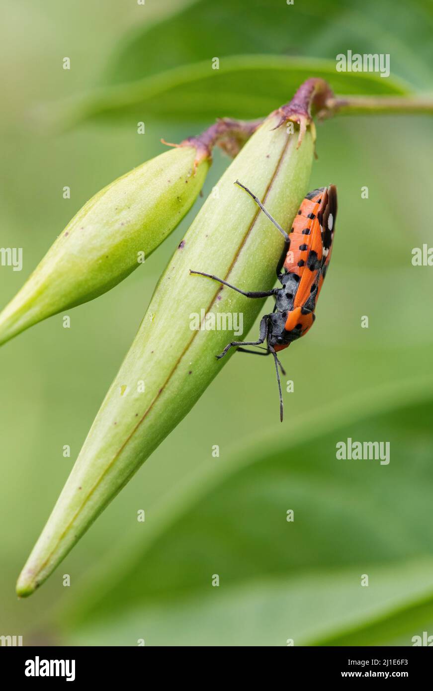 Black-and-Red-Bug - Lygaeus equestris, schöne farbige Käfer aus europäischen Wiesen und Weiden, Tschechische Republik. Stockfoto