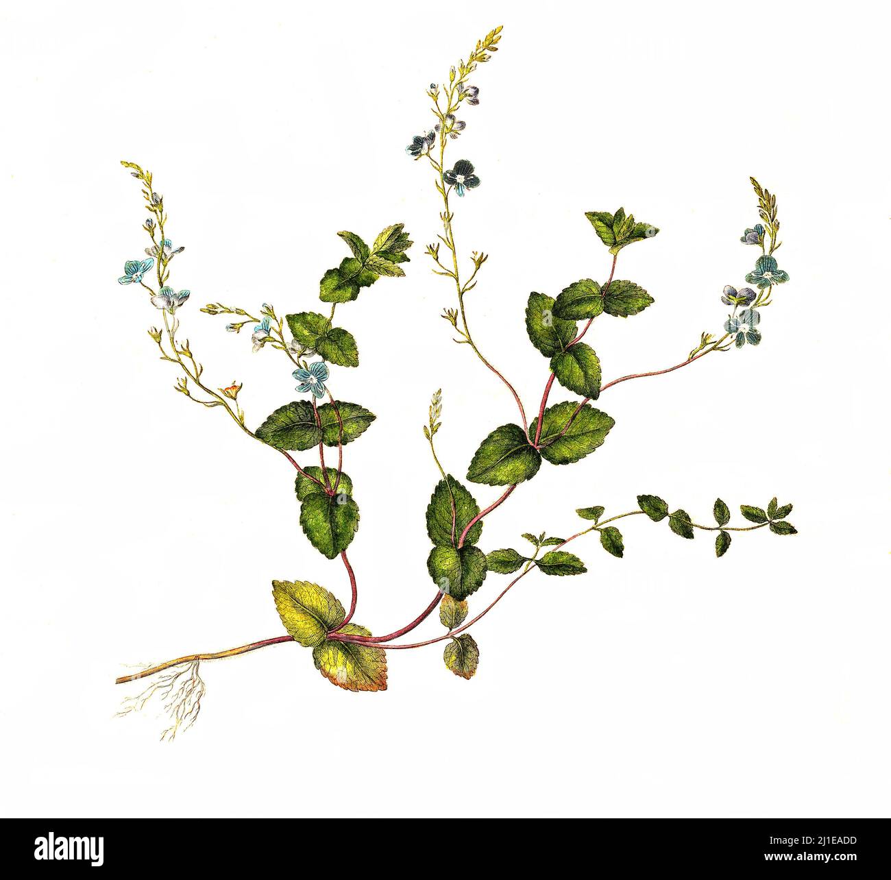 Gamander-Ehrenpreis, Veronica chamaedrys, auch Männertreu, Frauenbiss, Katzenäuglein oder wildes Vergissmeinnicht / Veronica chamaedrys, der Germander-Speedwell, der Vogelauge-Speedwell oder Katzenaugen Stockfoto