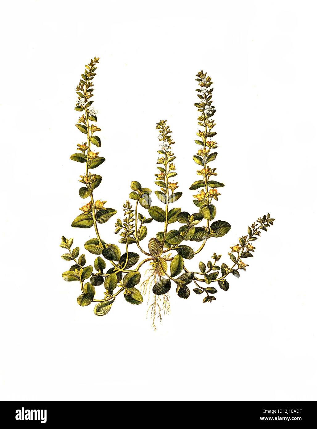 Quendel-Ehrenpreis, Veronica serpyllifolia, auch Quendelblättriger Ehrenpreis oder Thymianblättriger Ehrenpreis, eine Pflanzenart aus der Gattung Ehrenpreis Veronica innerhalb der Familie der Wegerichgewächse / Veronica serpyllifolia, die Thymianblättrige Speedwell oder thymelaf Speedwell, ist eine mehrjährige Blütenpflanze Stockfoto