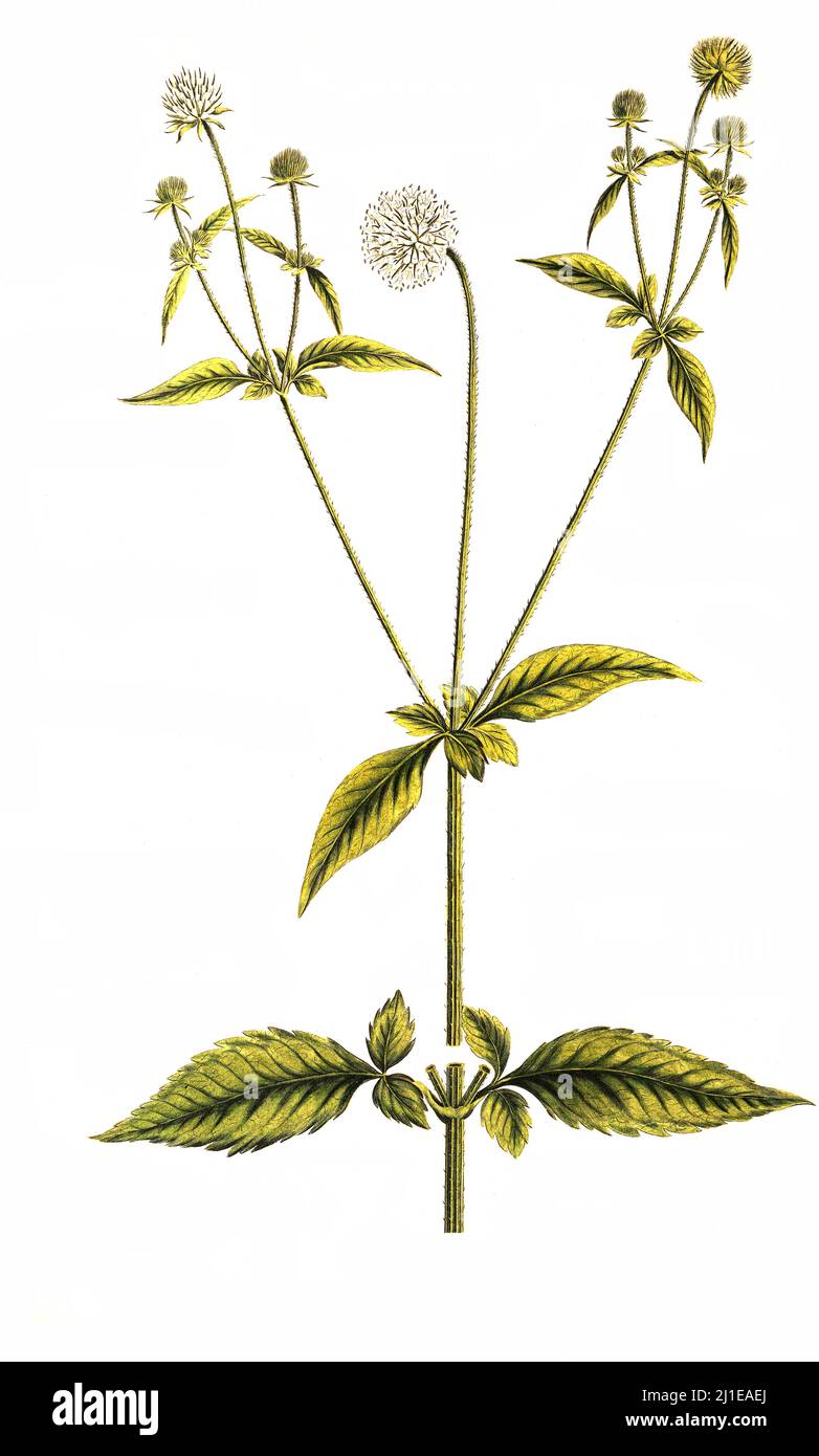 Behaarte Karde, Dipsacus pilosus, Virga pilosa, eine Pflanzenart aus der Gattung der Karden, Dipsacus, in der Unterfamilie der Kardengewächse, Dipsacoideae / Dipsacus pilosus, oder kleiner Teelöffel, ist eine zweijährige Blütenpflanze aus der Familie der Caprifoliaceae Stockfoto