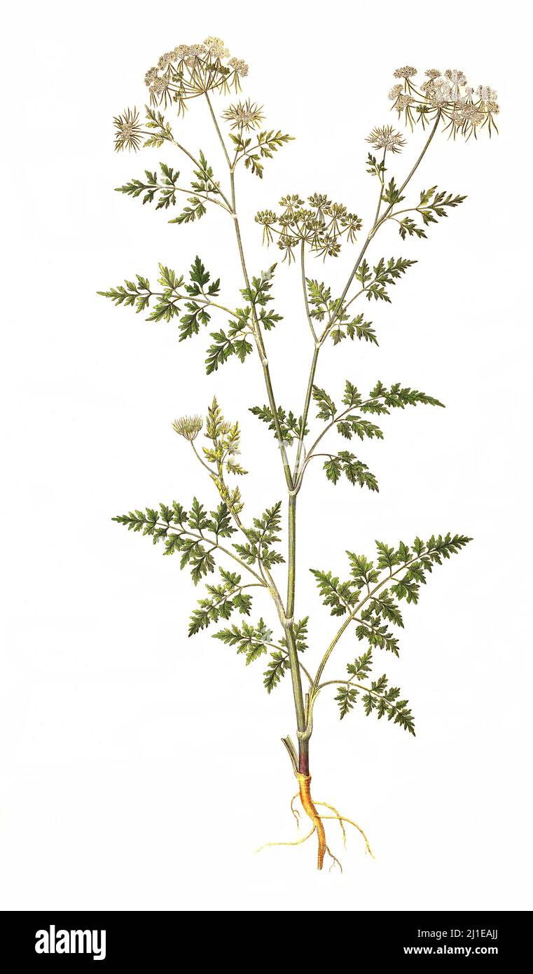 Hundspetersilie, Aethusa cynapium / Aethusa cynapium, Narr's Petersilie, Narr's cicely, oder Gift Petersilie Stockfoto