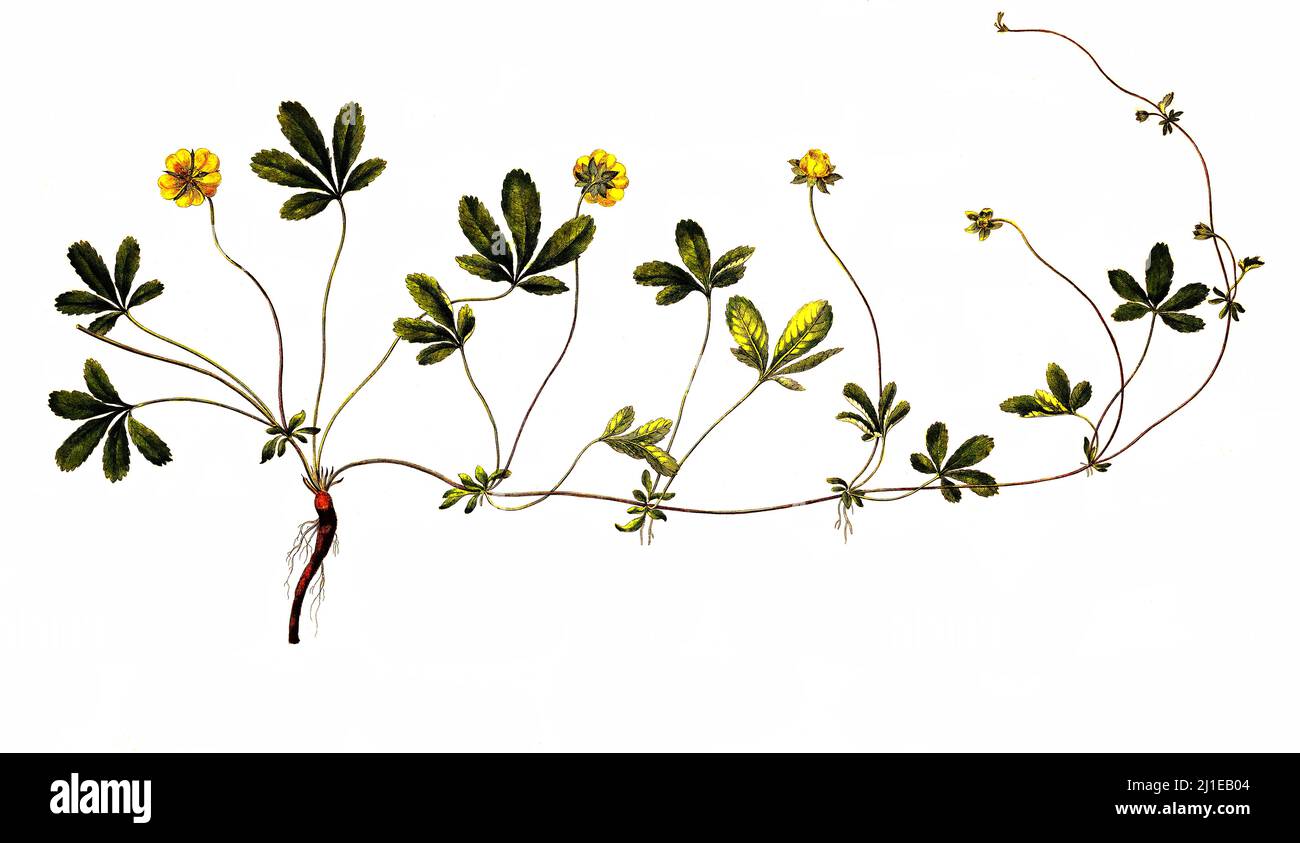 Kriechende Fingerkraut, Potentilla reptans, auch kriechender Gnserich und  kriechender Gnsefu sowie kurz auch seit dem Mittelalter Fnfingerkraut  genannt, ist eine Pflanzenart aus der Familie der Rosengechse /  Potentireptans, known as the creeping