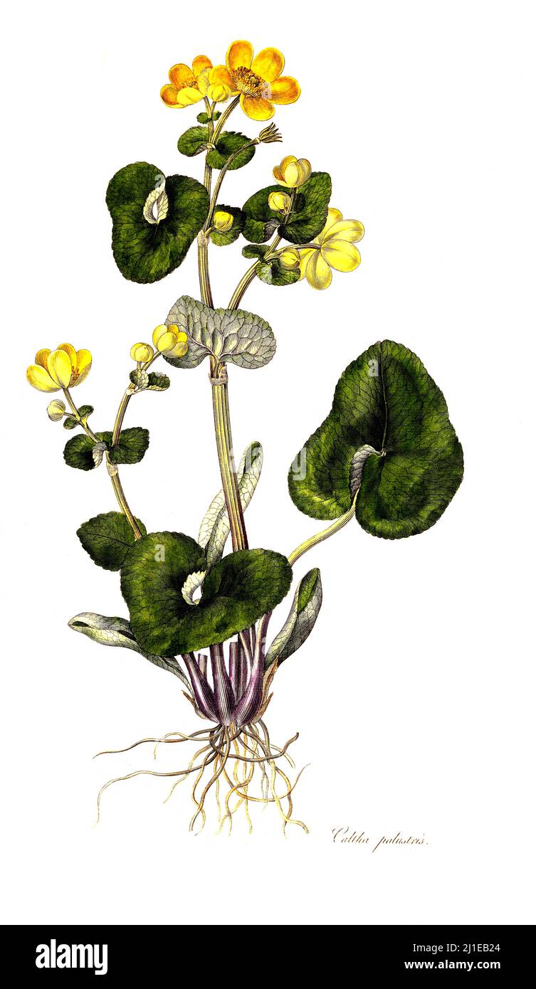 Sumpfdotterblume, Caltha palustris, auch Sumpf-Dotterblume / Caltha palustris, bekannt als Sumpfmarmeltier und Königspatze Stockfoto