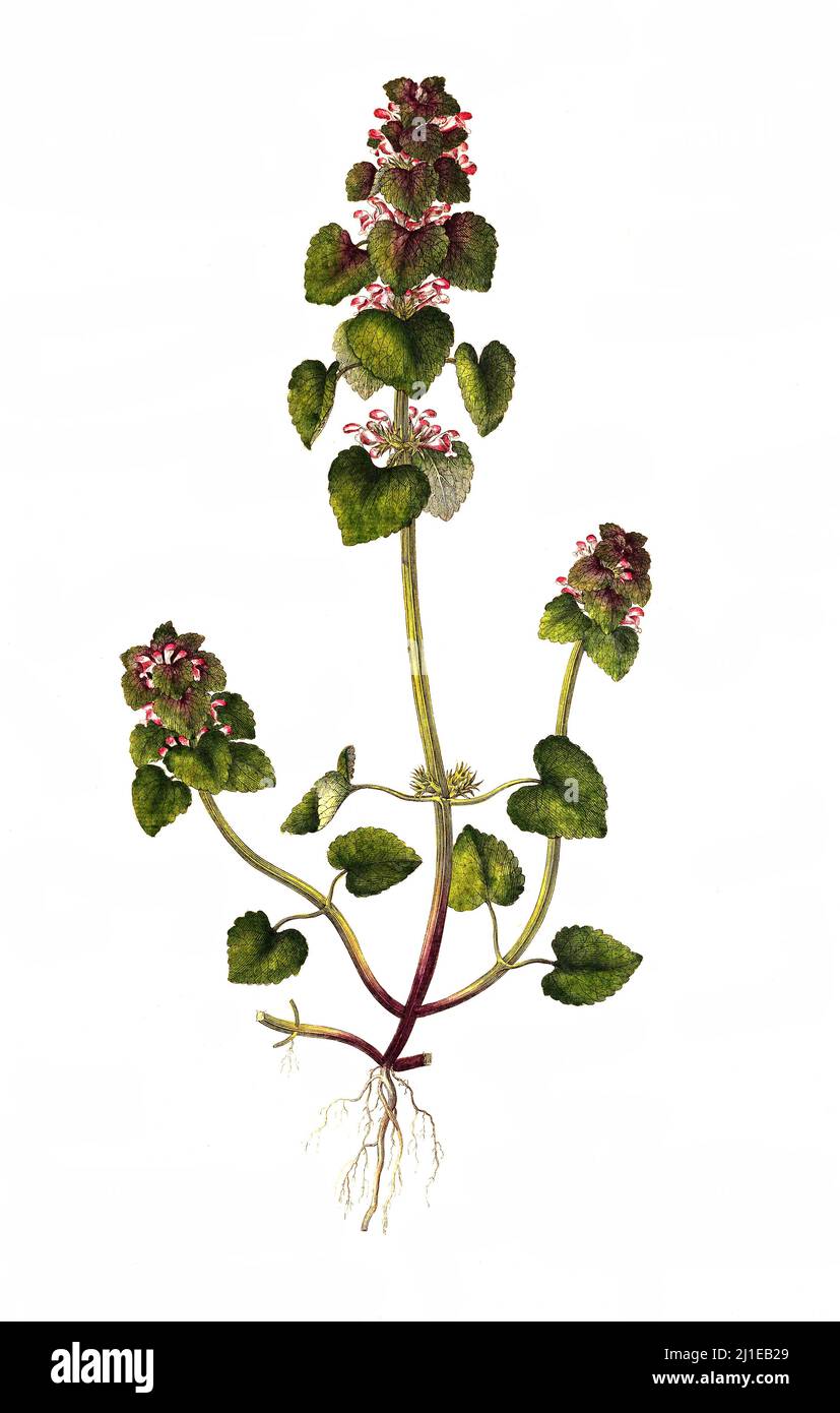Purpurrote Taubnessel, Lamium pureum, ist eine Pflanzenart aus der Gattung Taubnesseln (Lamium) innerhalb der Familie der Lippenblutler / Lamium pureum, bekannt als rote Totennessel, violette Totennessel oder purpurner Erzengel Stockfoto