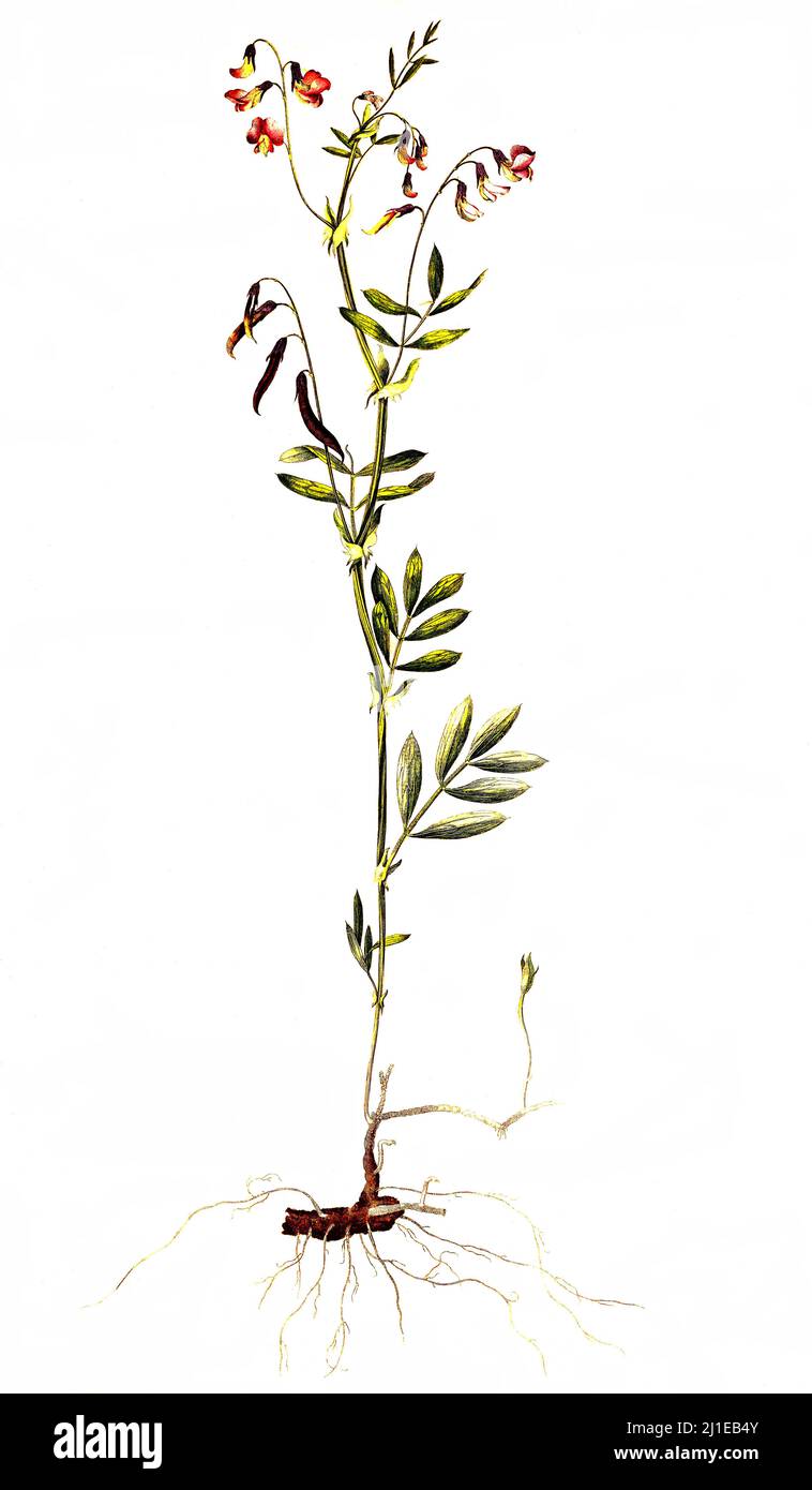 Berg-Platterbse, Lathyrus linifolius, Lathyrus montanus, eine Pflanzenart in der Unterfamilie der Schmetterlingsblutler / Lathyrus linifolius ist eine Erbsenart, die allgemein als Bittervetch oder Heideerbse bezeichnet wird Stockfoto