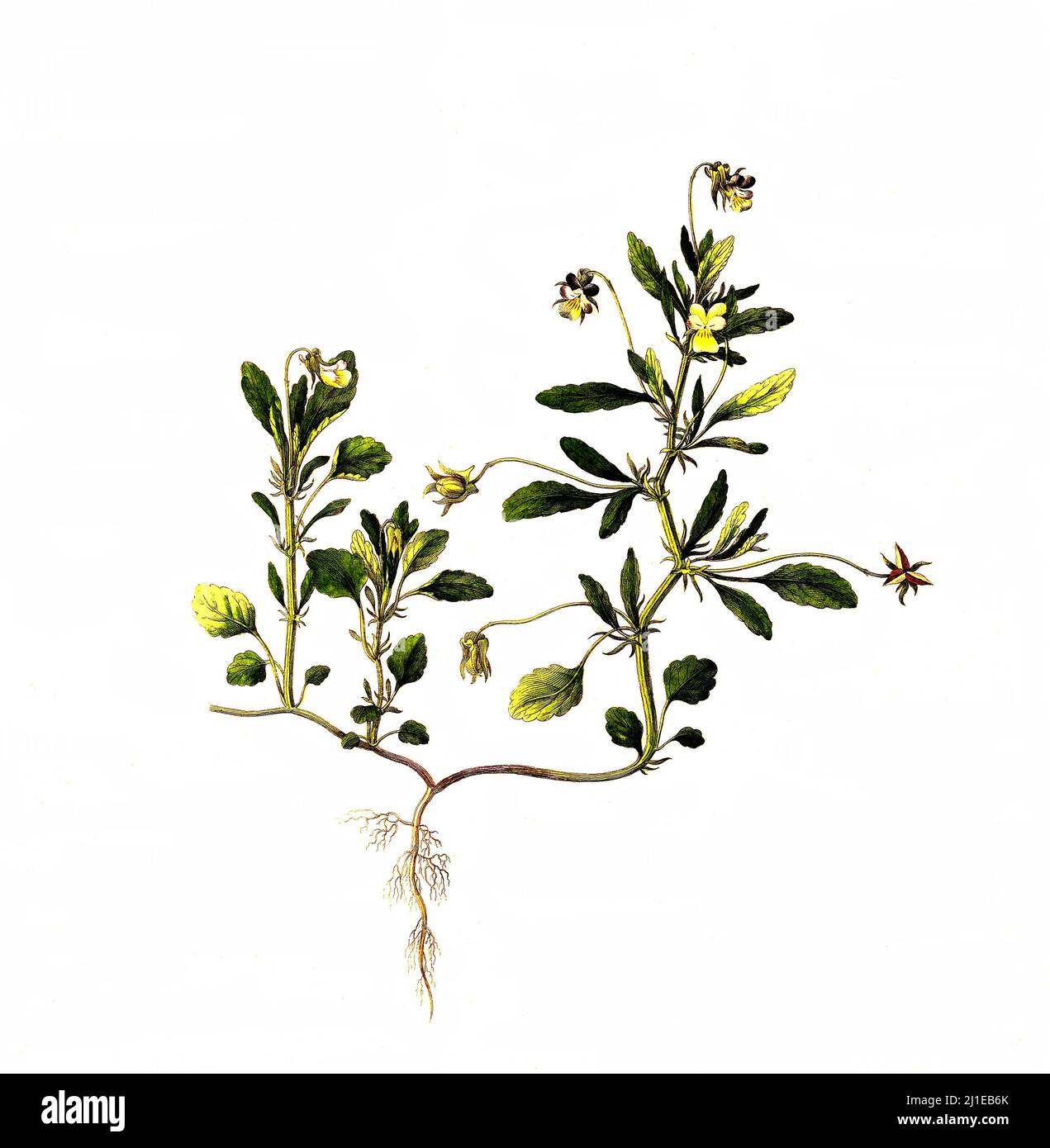 Wildec Stiefmütterchen, Viola tricolor, auch Ackerveilchen, MuttergottesschuH, Mädchenaugen, Schöngesicht oder Liebesgesichtli sowie Christusaug, Familie der Veilchengewächse / Viola tricolor ist eine gemeinsame europäische Wildblume, wilder Stier, Johnny Jump up, Herzschmerz, Herzensruhe, Herzenslust, kitzeln-meine-Lust, Jack-springen-auf-und-Kuss-mich, kommen-und-kuscheln-mich, drei Gesichter in einer Kapuze, Liebe-im-Müßiggang Stockfoto