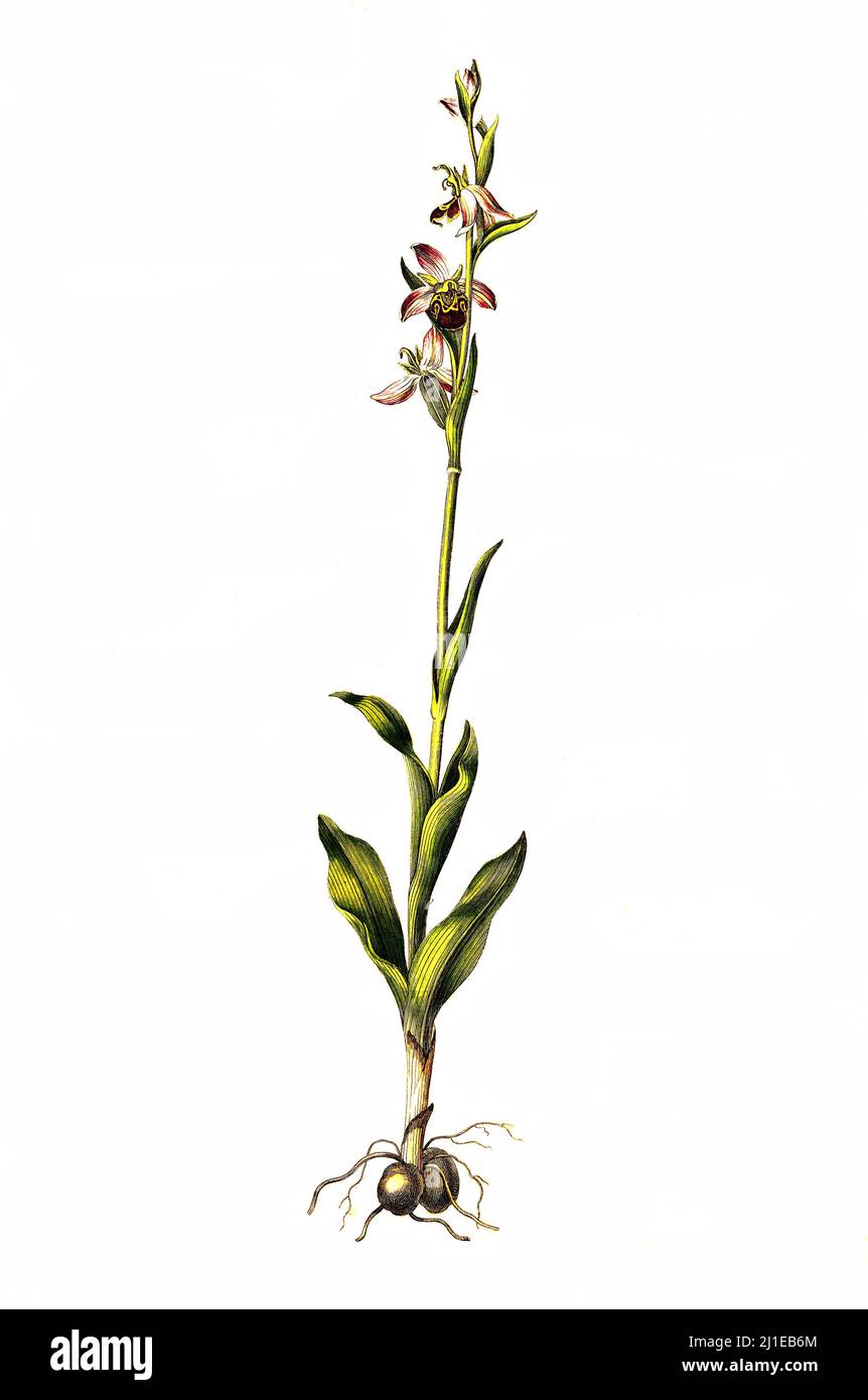 Bienen-Ragwurz, Ophrys apifera, Art aus der Gattung der Ragwurzen (Ophrys) der Familie der Orchideen / Ophrys apifera, in Europa als Bienenorchidee bekannt, ist eine mehrjährige krautige Pflanze der Familie Orchidaceae Stockfoto