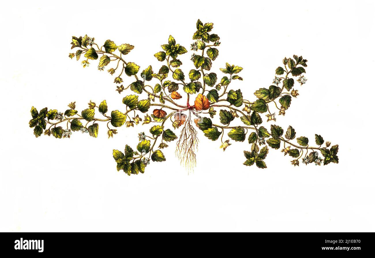 Acker-Ehrenpreis, Veronica agrestis, ist eine Pflanzenart aus der Gattung Ehrenpreis / Veronica agrestis, allgemein bekannt als Grünfeld-Speedwell, ist eine blühende Pflanze aus der Familie der Plantaginaceae Stockfoto