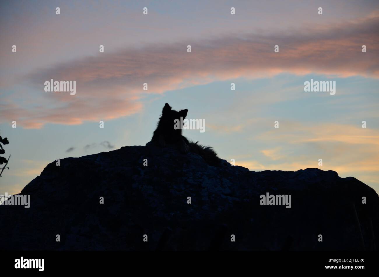 Die dunkle Silhouette eines Straßenhundes, der auf einem Felsen liegt und den Sonnenuntergang auf der Insel Sardinien beobachtet Stockfoto