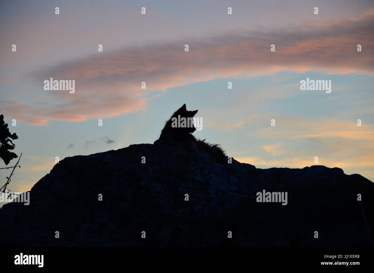 Die dunkle Silhouette eines Straßenhundes, der auf einem Felsen liegt und den Sonnenuntergang auf der Insel Sardinien beobachtet Stockfoto