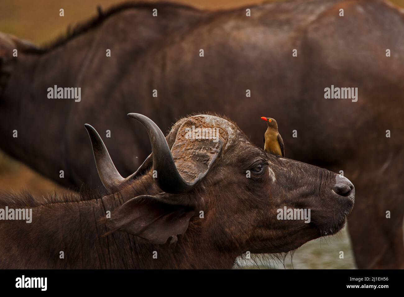 Cape Buffalo (Syncerus Caffer) mit Rotschnabel-Oxpeckers (Buphagus erythrorhynchus) 13839 Stockfoto