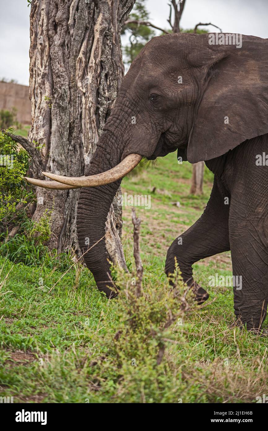 Afrikanischer Elefant (Loxodonta africana) 15117 Stockfoto