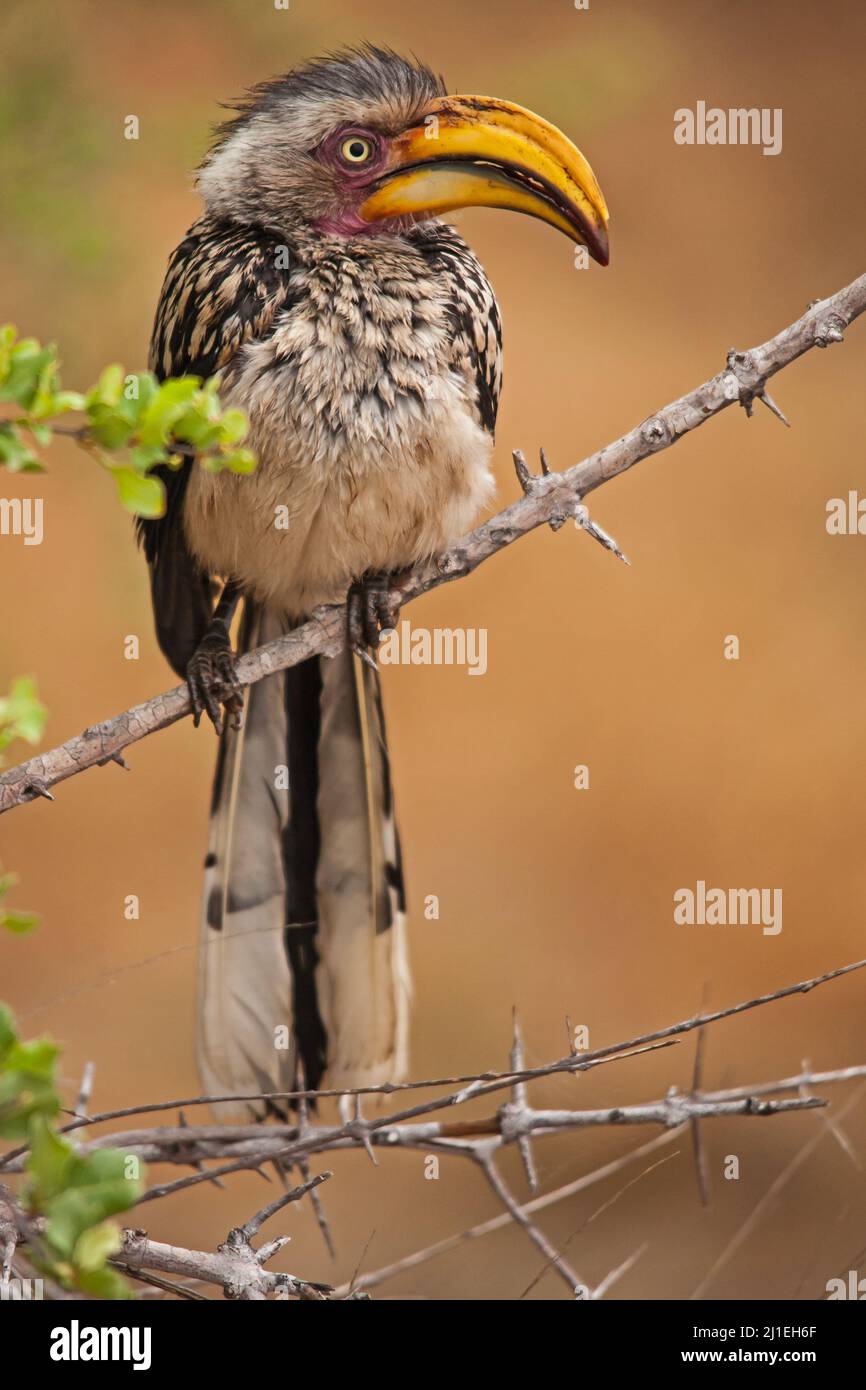 Südlicher Gelbschnabelhornschnabel (Tockus leucomelas) 15125 Stockfoto