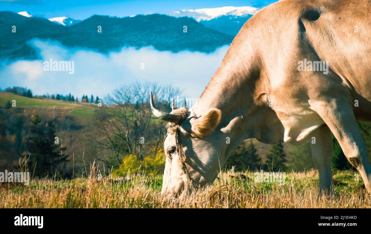 Porträt einer weißen Kuh, die Gras auf dem Feld grast. Nahaufnahme einer weißen Kuh, die Gras im Wald grast Stockfoto