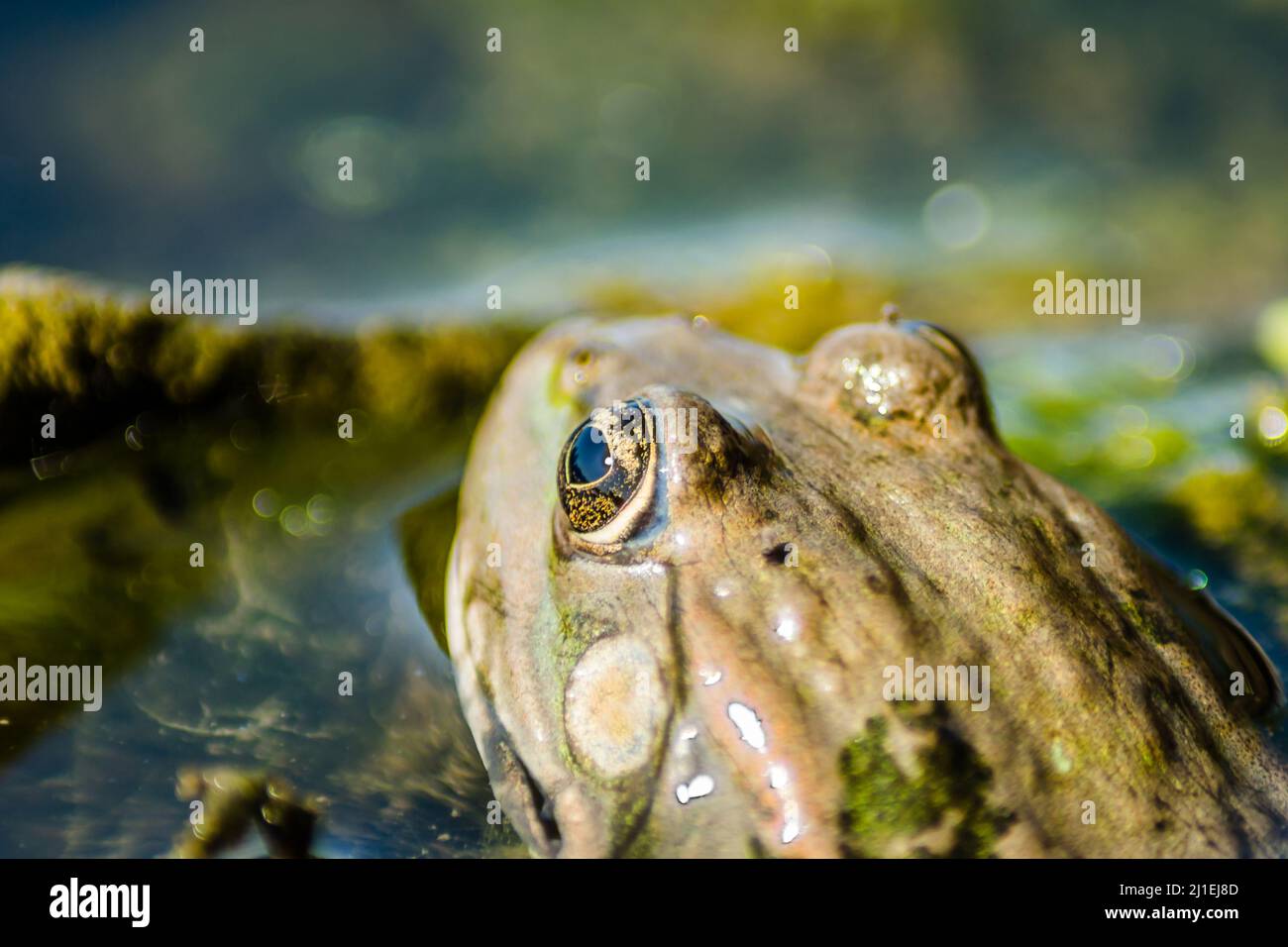 Ein grüner Frosch im Sumpfwasser in seiner natürlichen Umgebung. Stockfoto