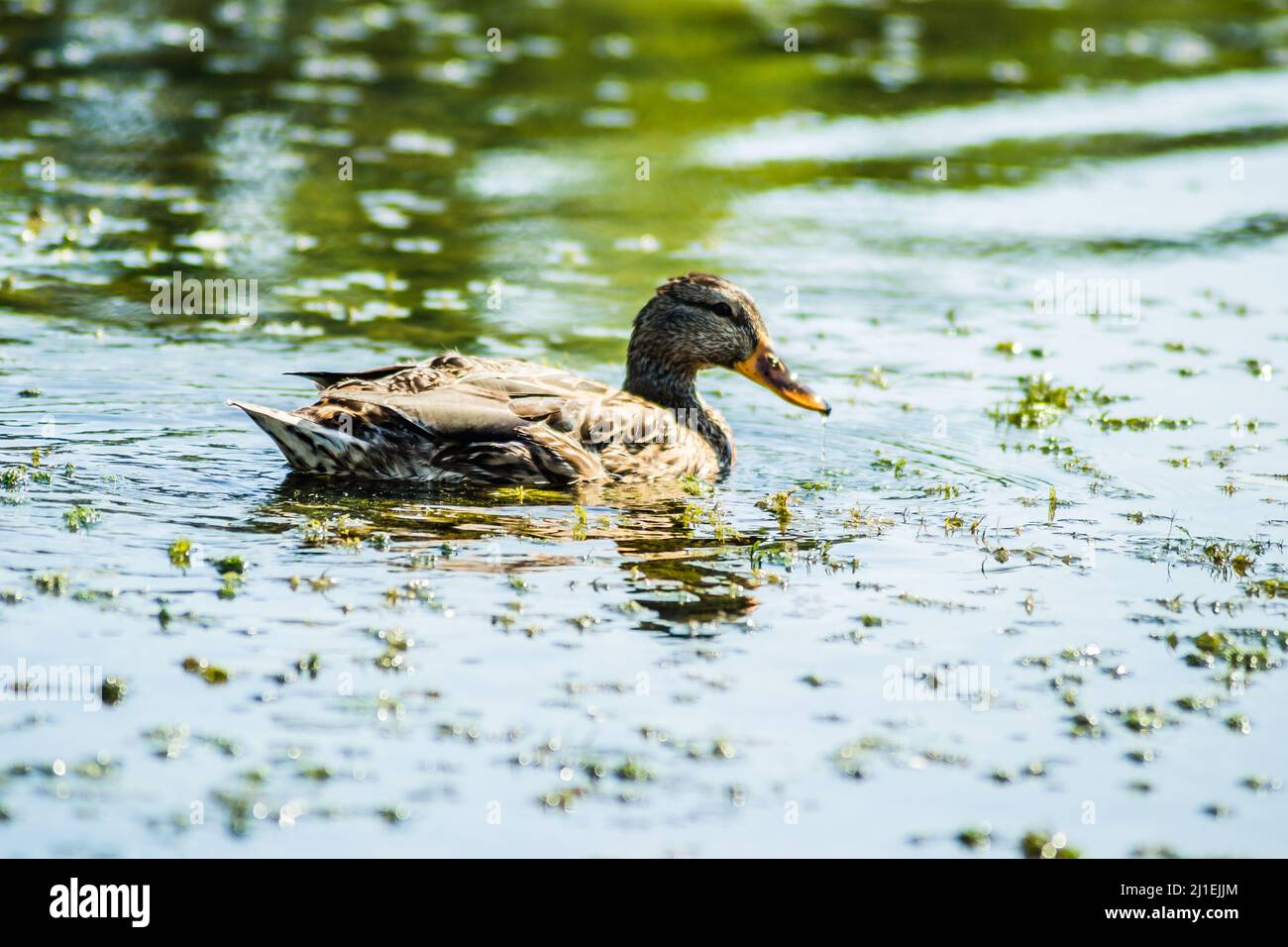 Die Wildente schwimmt auf dem Wasser des Sees. Stockfoto