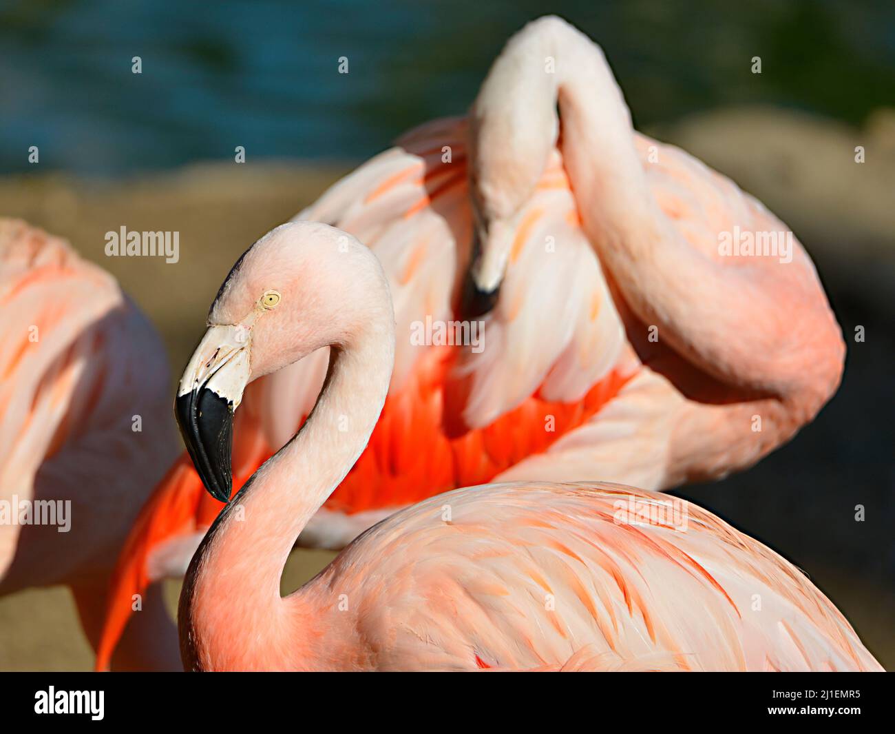 Profilbildnis von Flamingo (Phoenicopterus) Stockfoto