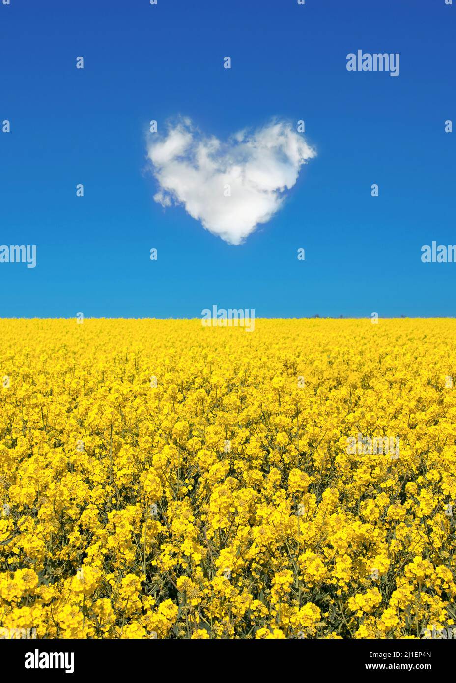 Frieden für die Ukraine, gelbes Feld und blauer Himmel mit einer Herzwolke, ukrainische Flaggen-Farben, Ukraine-Kriegsunterstützungskonzept Stockfoto