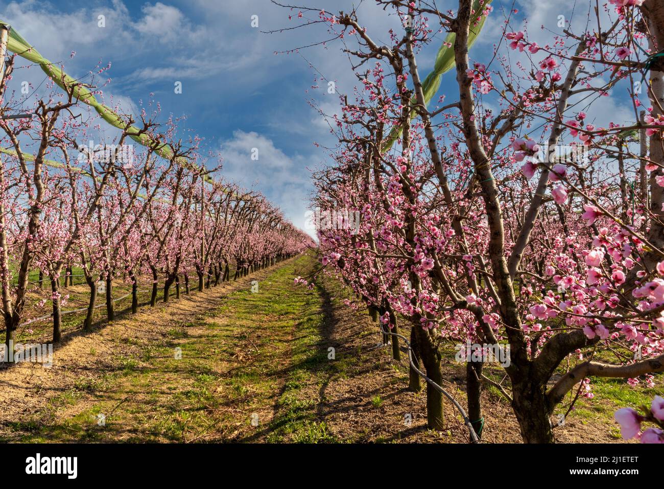 Pfirsich-Obstgarten in voller Blüte rosa, Pfirsichbäume in Blüte auf blauem Himmel mit Wolken Stockfoto