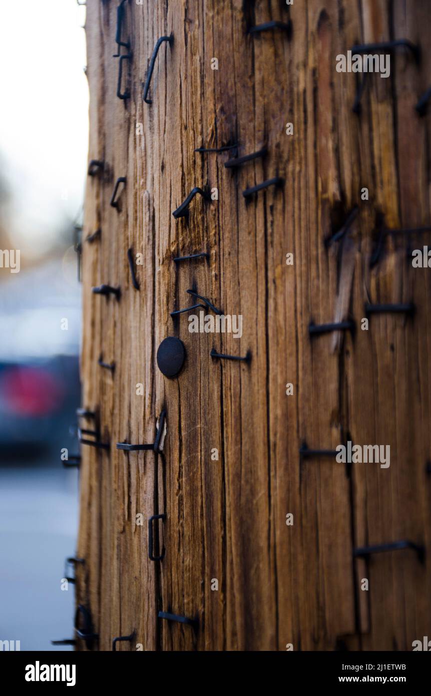 Public Notice Board, Street Marketing. Über geheftet hölzernen elektrischen Pfosten. Holzpfosten mit rostigen Klammern und verschwommenem Hintergrund. Stockfoto