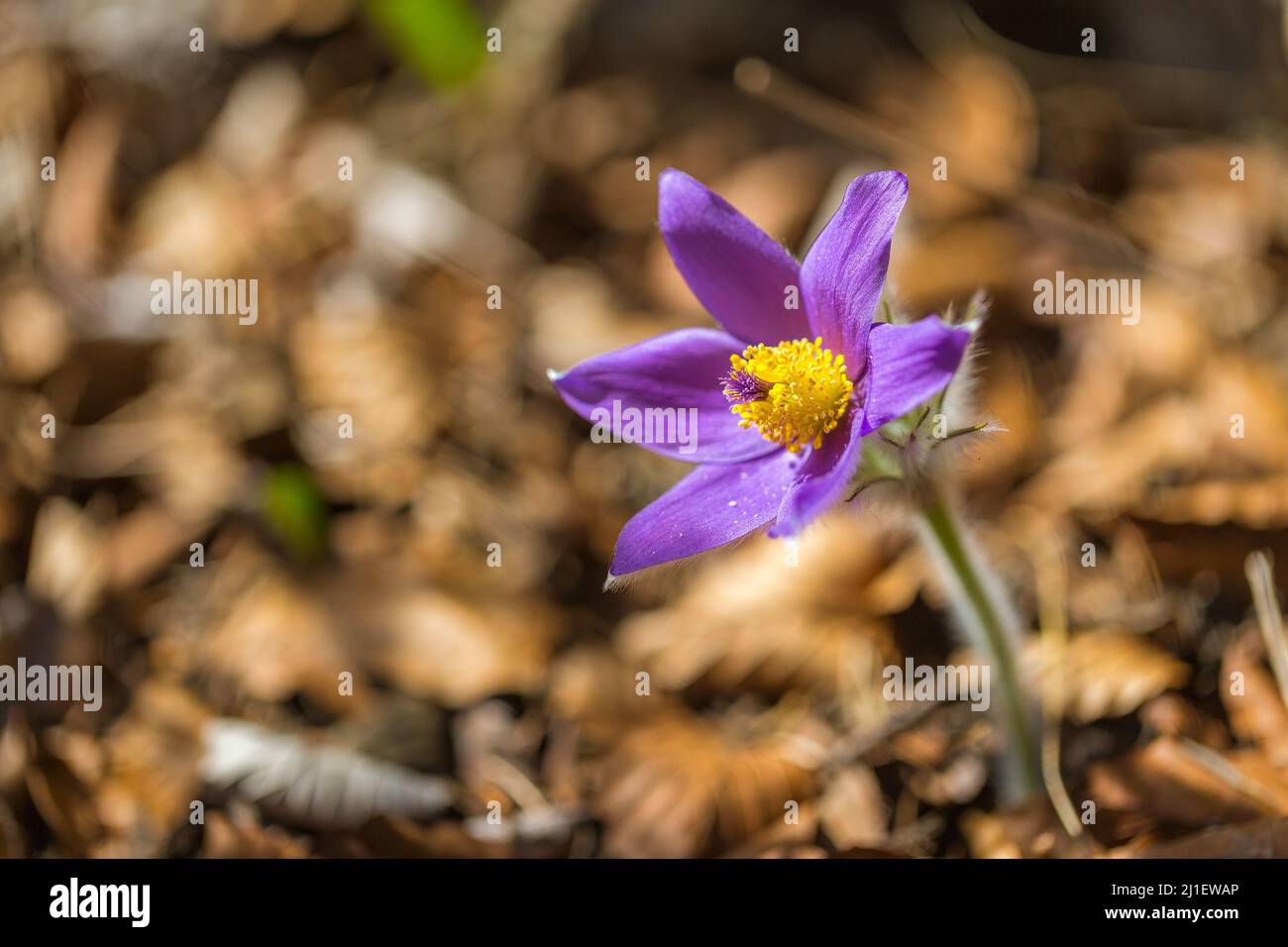 Pulsatilla grandis, der große Pasque blüht. Lila Blüten auf einem verschwommenen Hintergrund im Frühling. Stockfoto